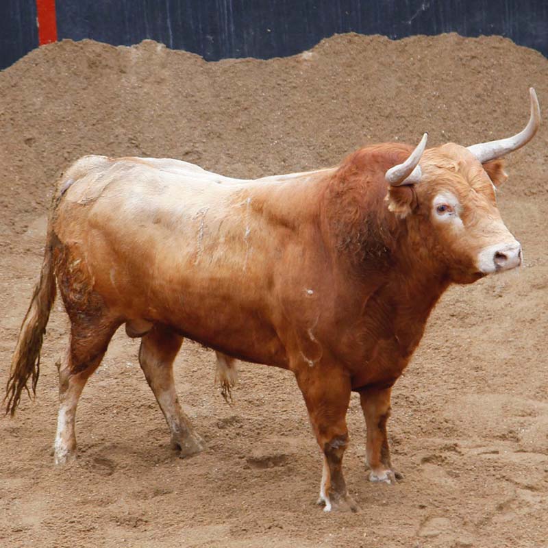 Ganadería de toro Bravo